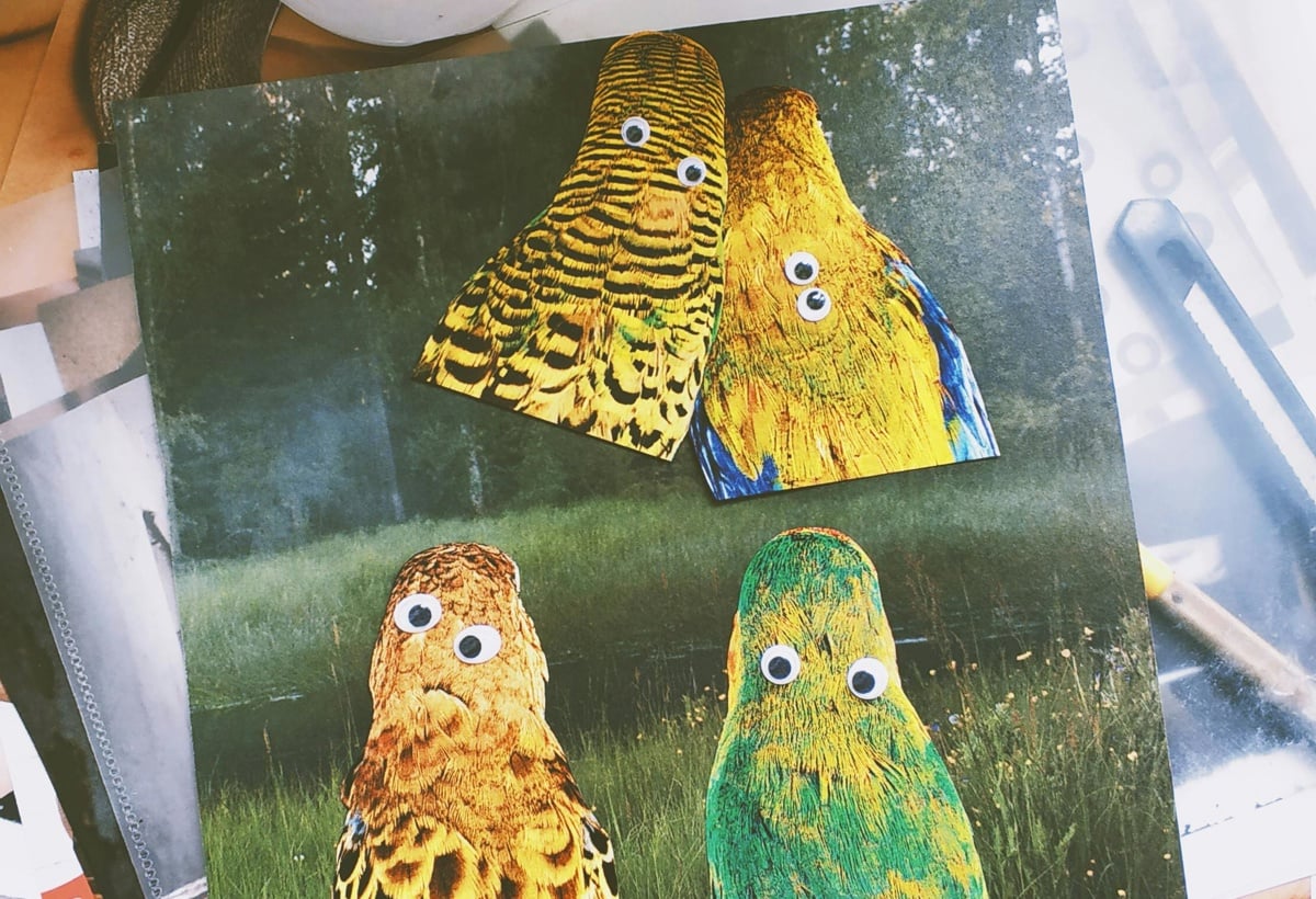 Utklipp av fugler, hvor det er satt på øyne på ryggen deres.