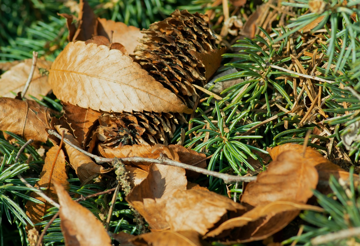 Kongler, granbar og blader