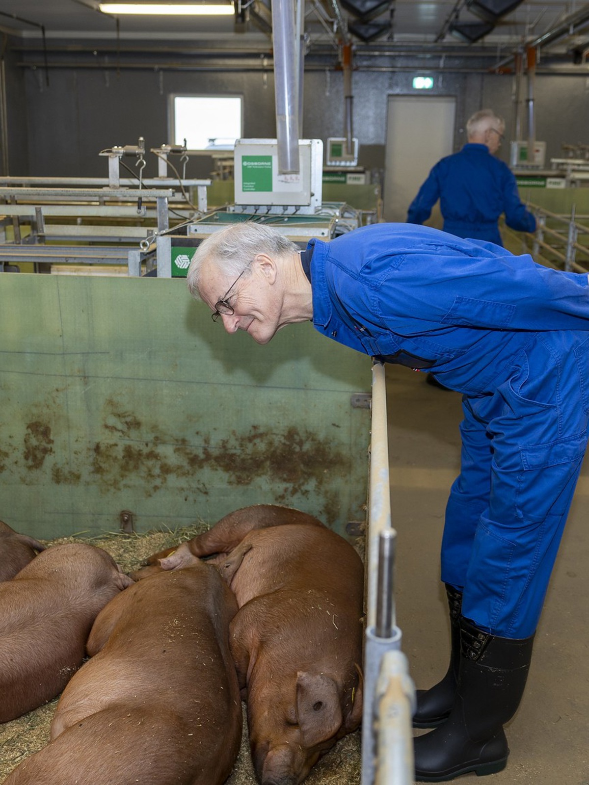 En mann bøyer seg over en grisebinge og kikker på grisene.