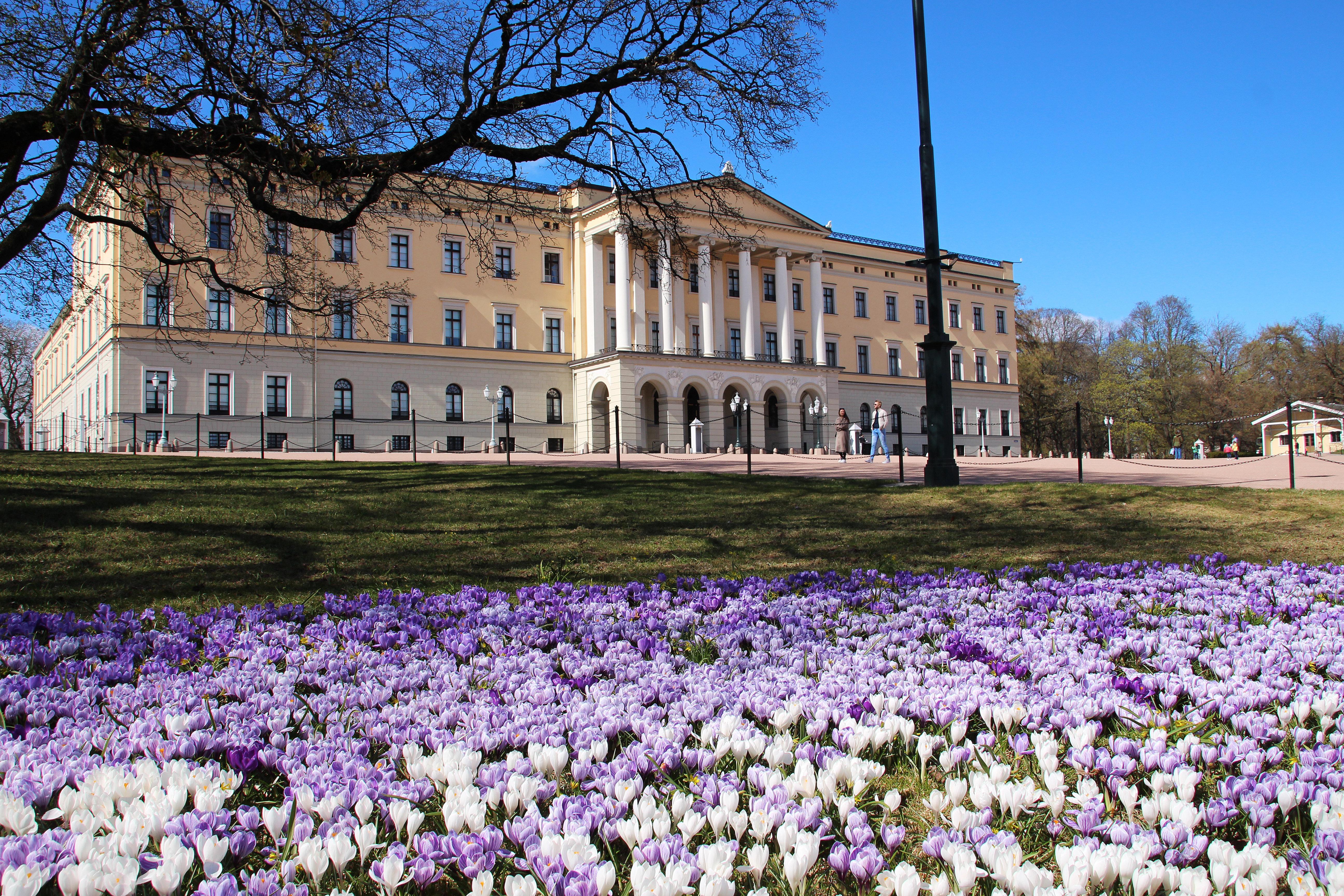 Det gule slottet i Oslo med en lilla og hvit blomstereng foran.